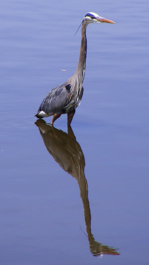 Great Blue Heron #47