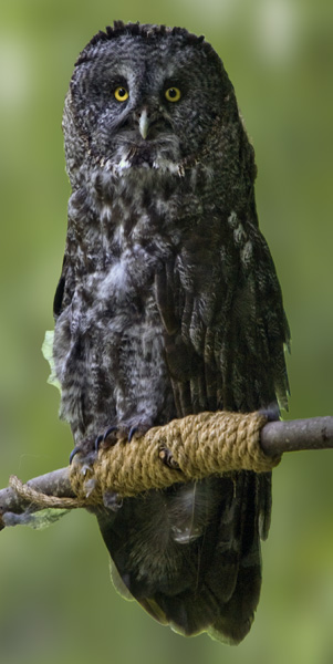 Great Grey Owl #01