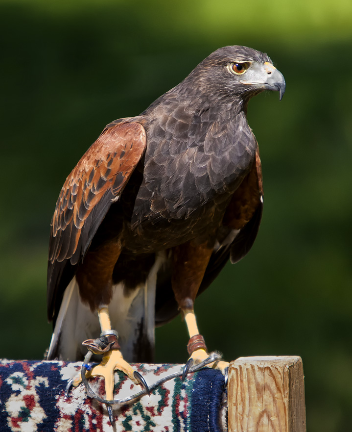 Harris's Hawk #101c