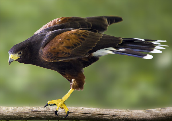 Harris's Hawk #313