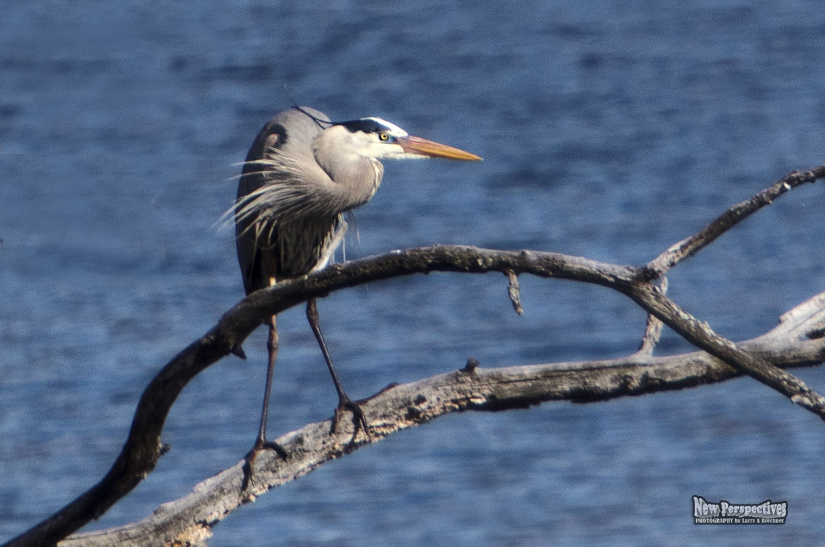 Heron #193c