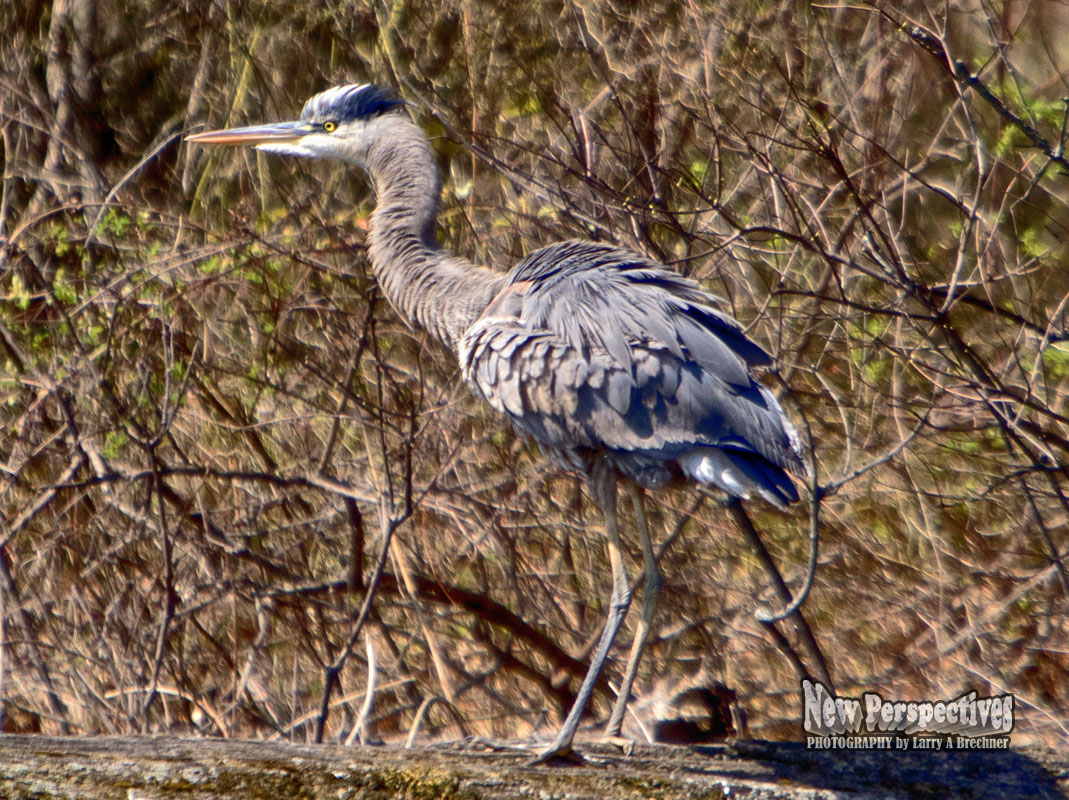 Heron Fluff #33