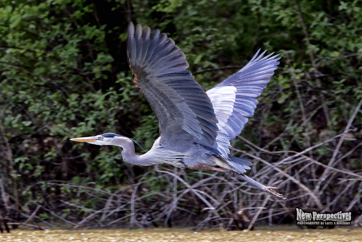 Flying Heron #119