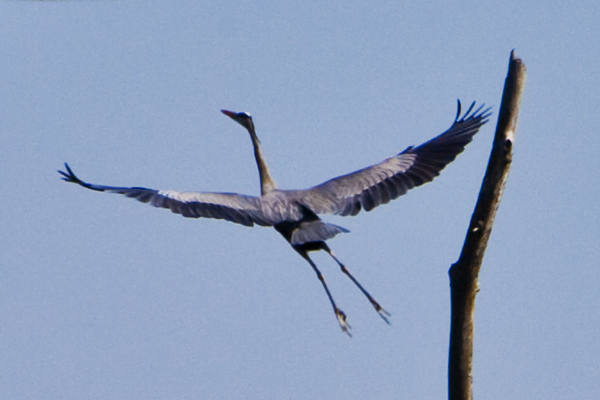 Flying Heron