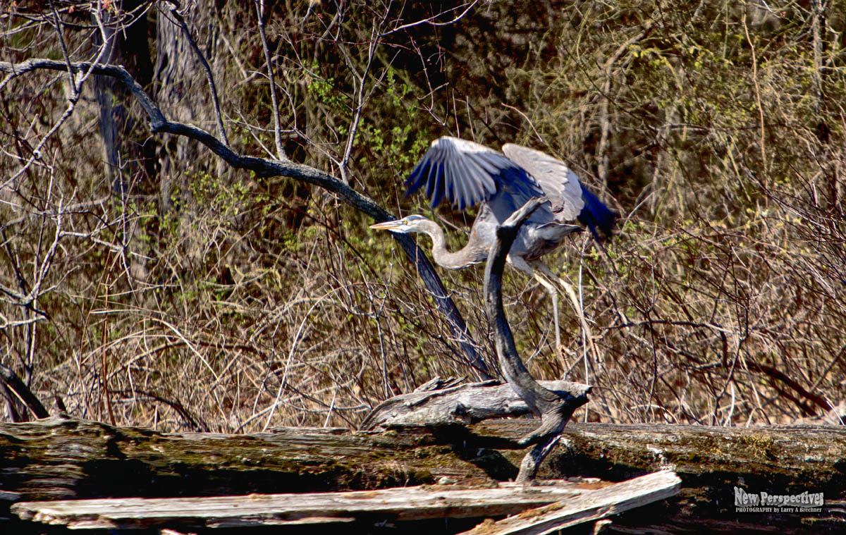 Heron Take-off #35