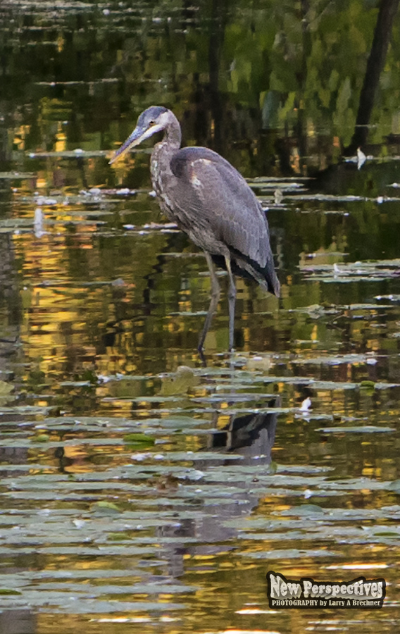 Heron #11