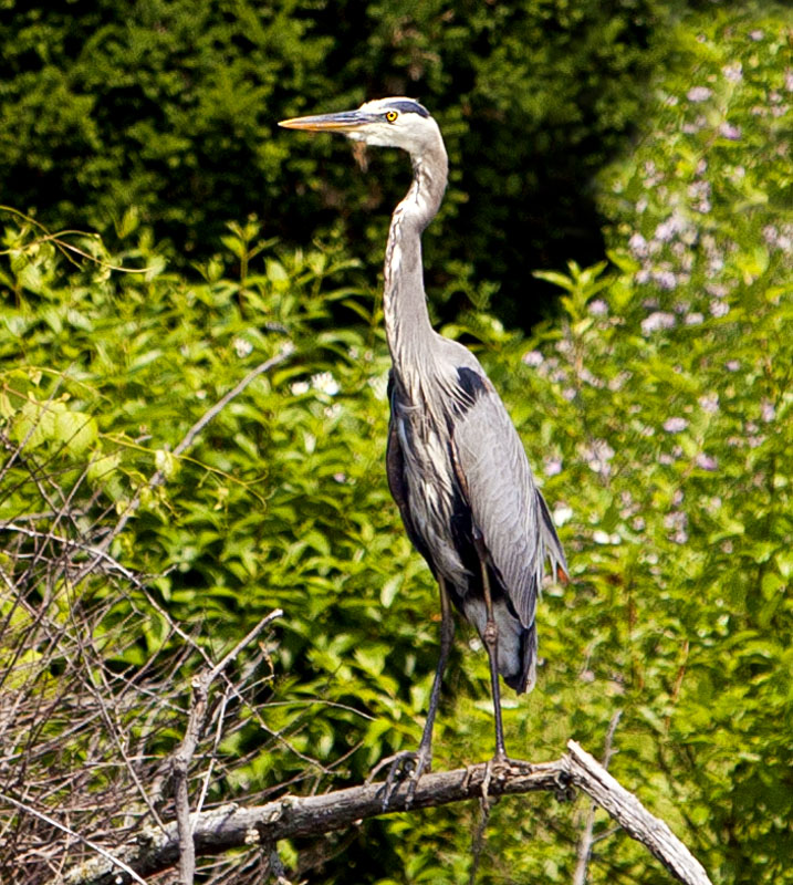 Heron 32c