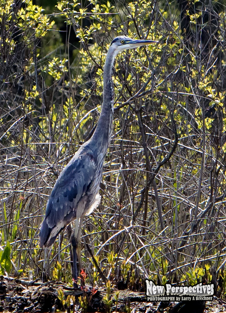 Heron #54