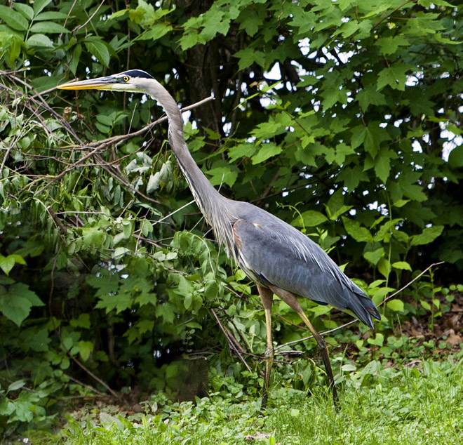 Heron #84c