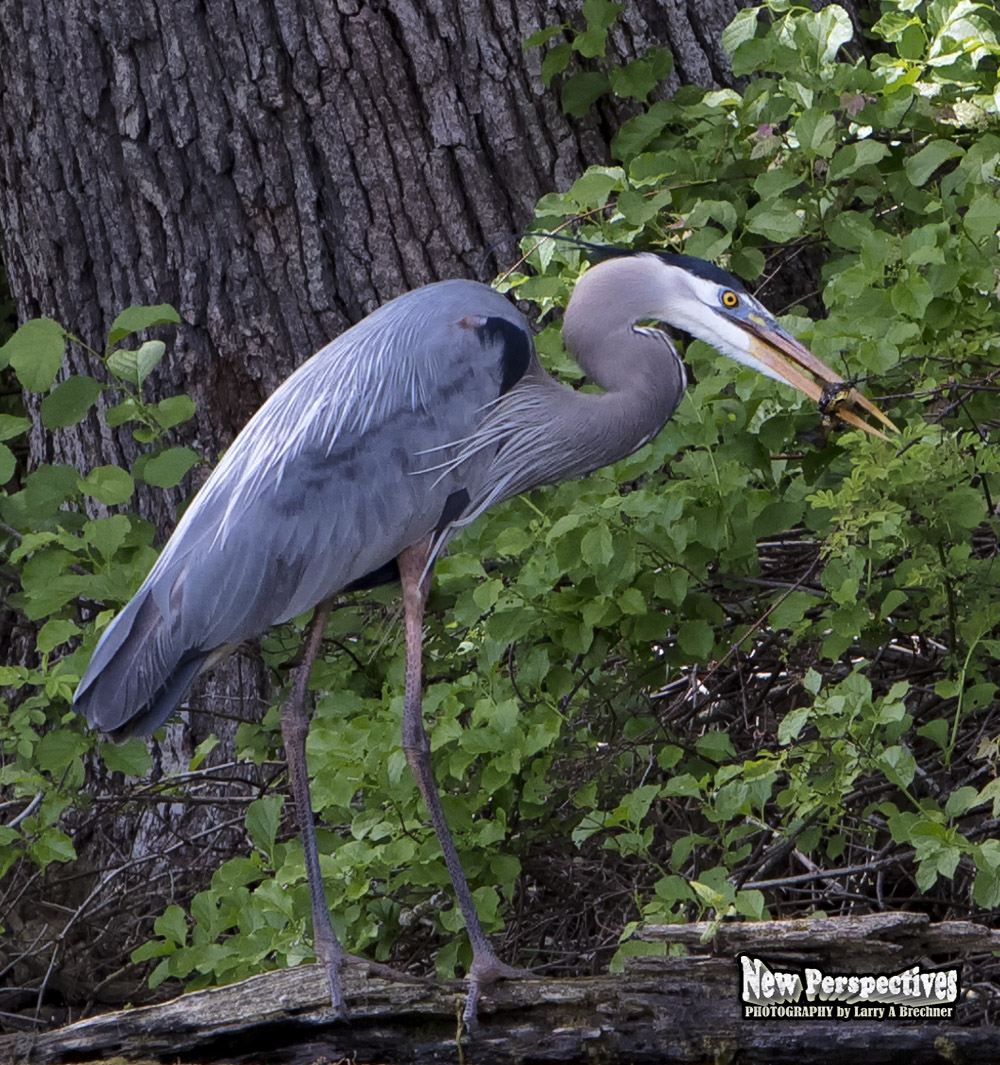 Heron #107