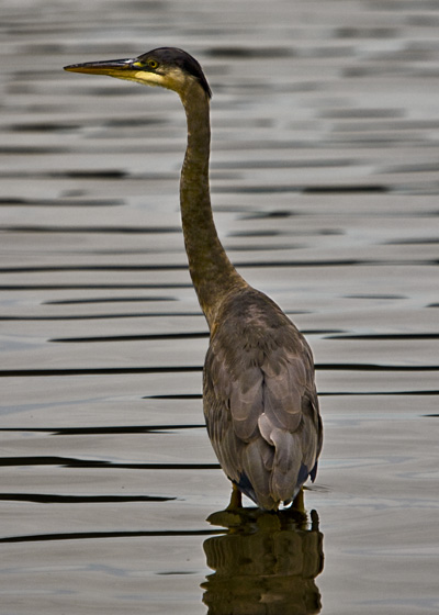 Wolf Lake Heron