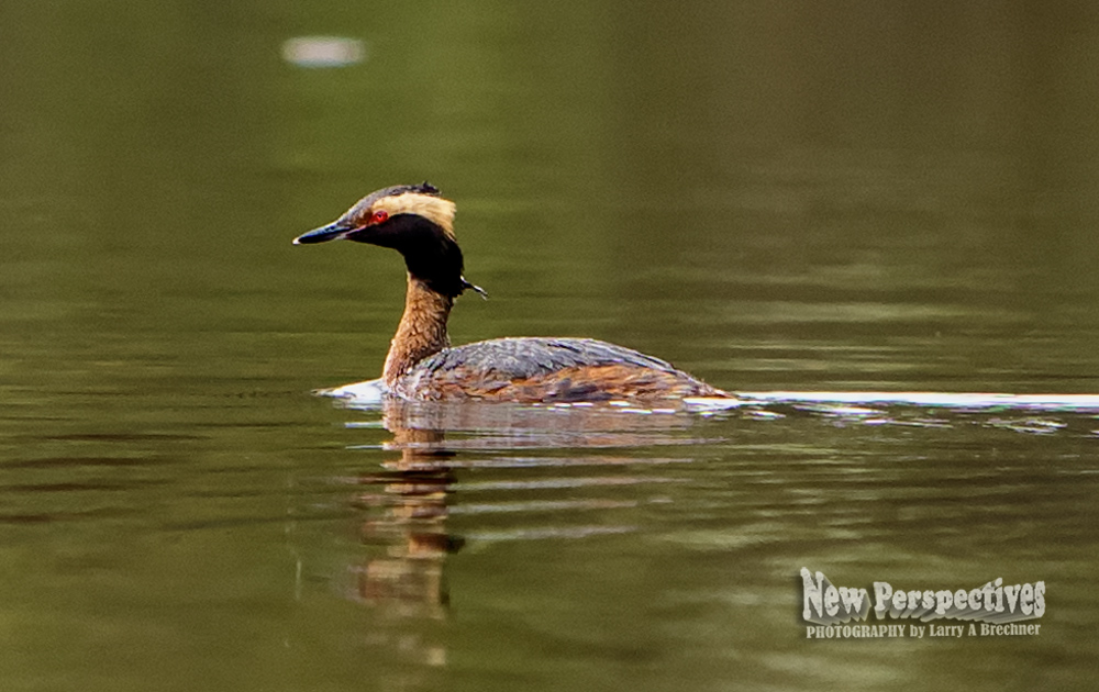 Horned Grebe#127.jpg