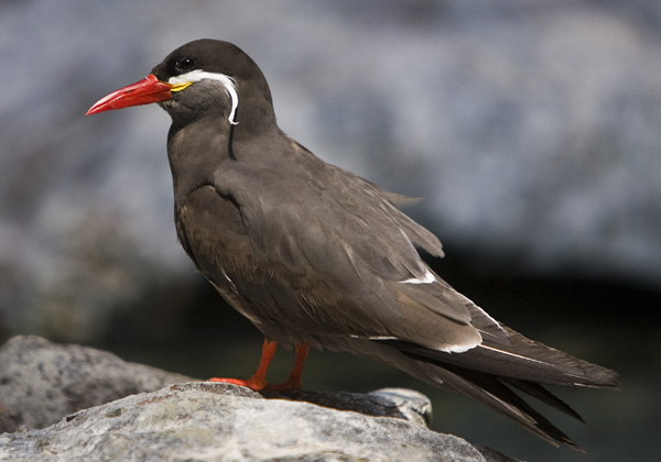 Inca Tern #150