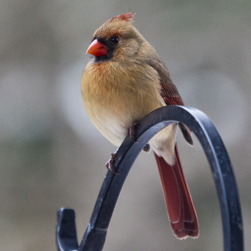 Lady Cardinal #15