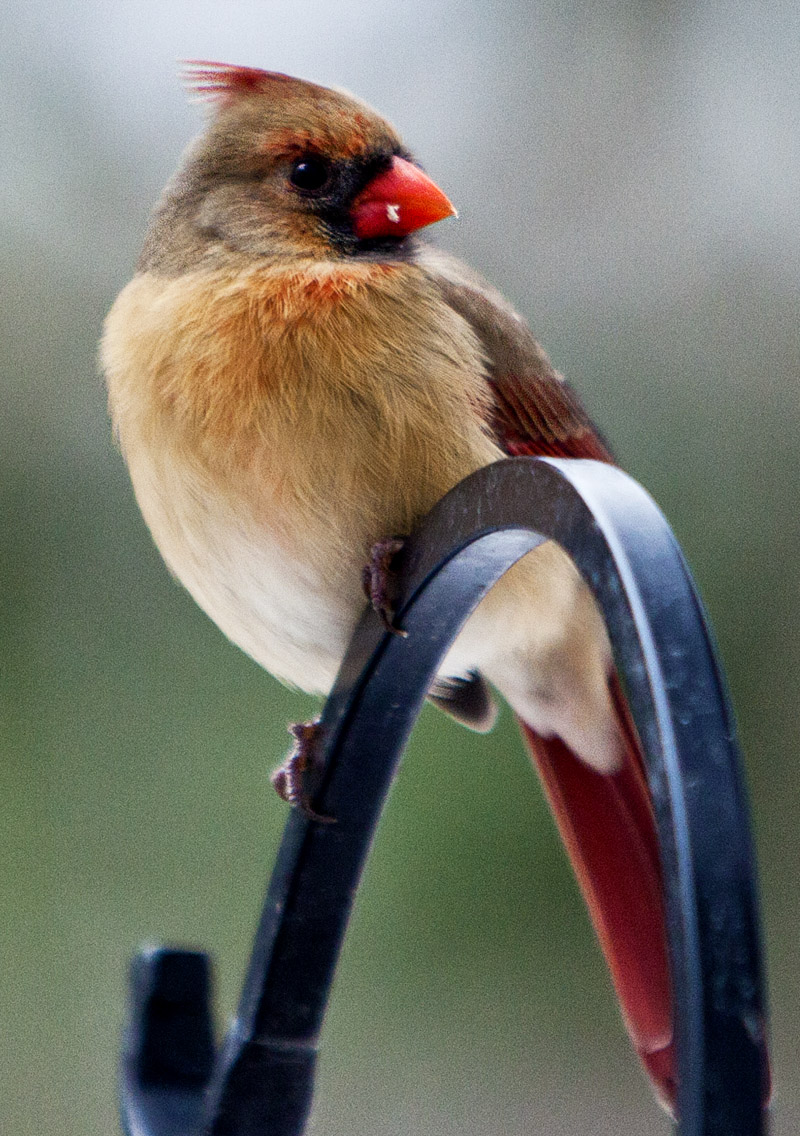 Lady Cardinal #16