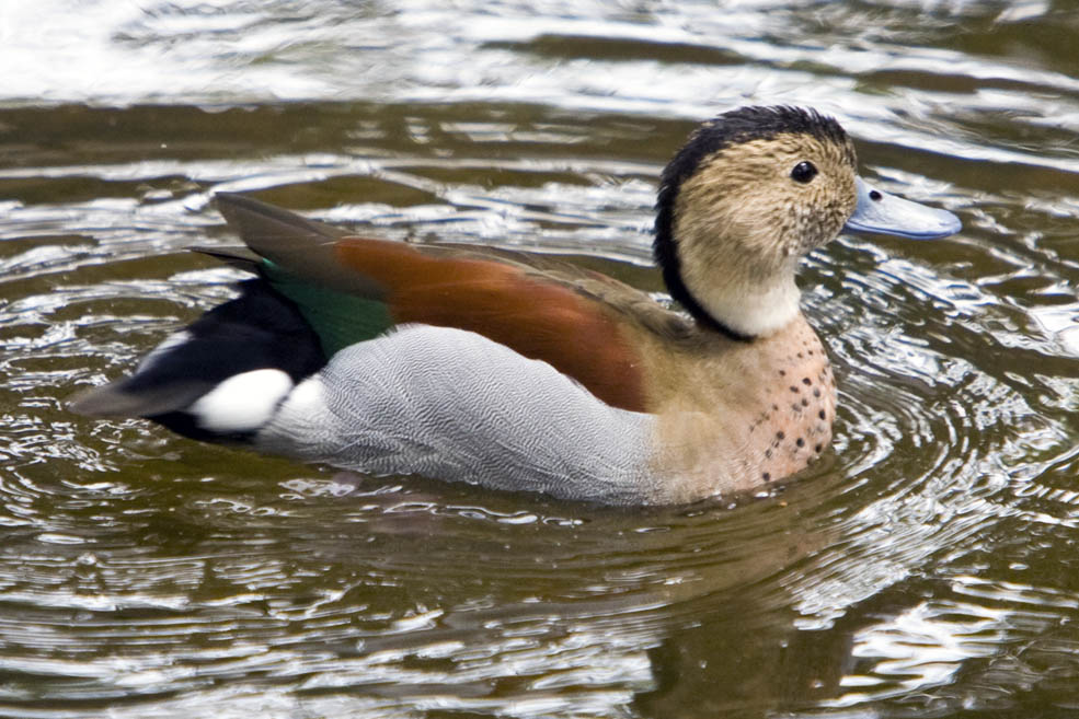 Mandarin Duck #18