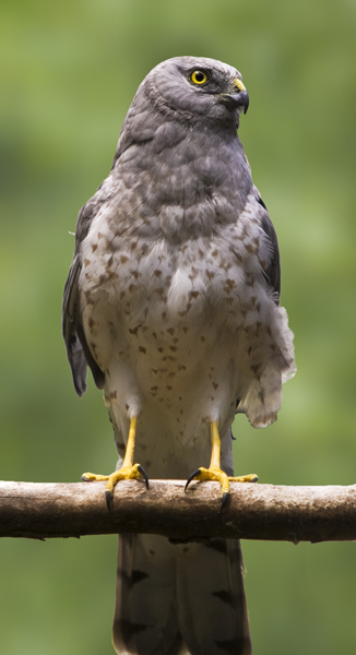 Northern Harrier #195