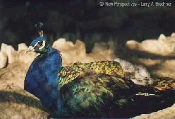 Peacock