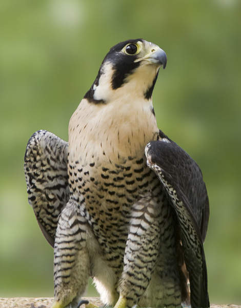 Pergrine Falcon #439