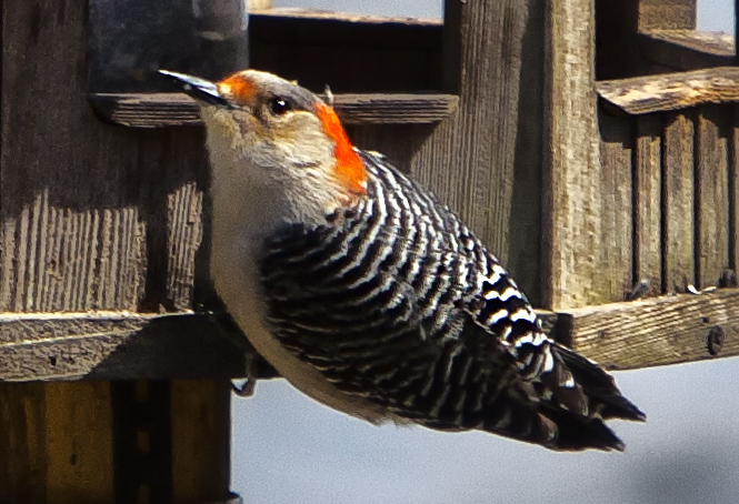 Red Bellied Woodpecker #2