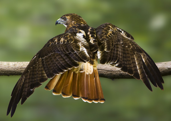 Red-Tailed Hawk #244