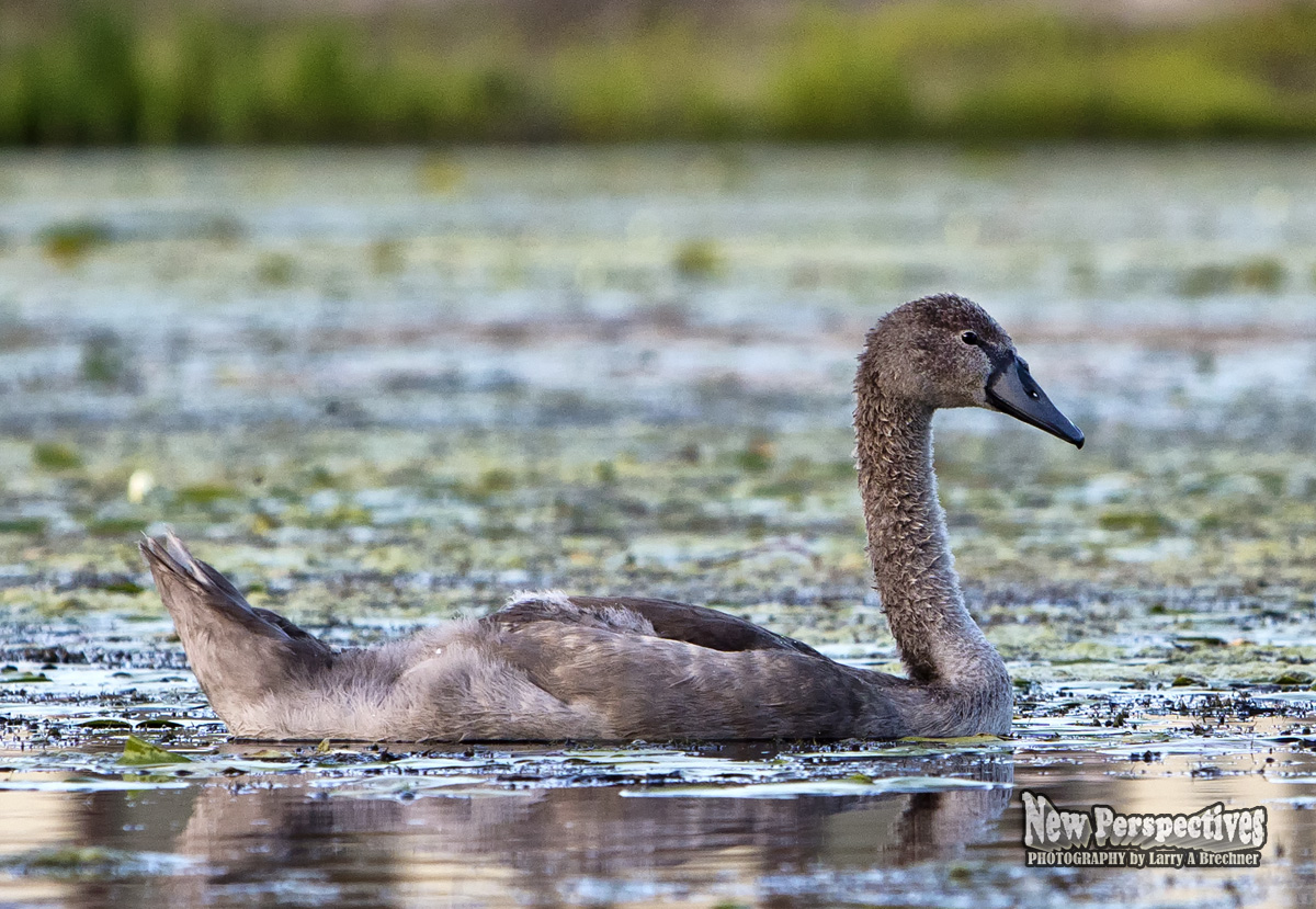 Cygnet #08