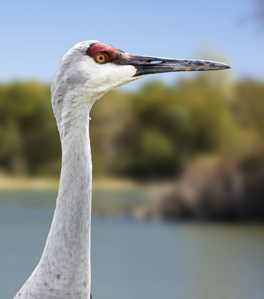 Sand Hill Crane #13