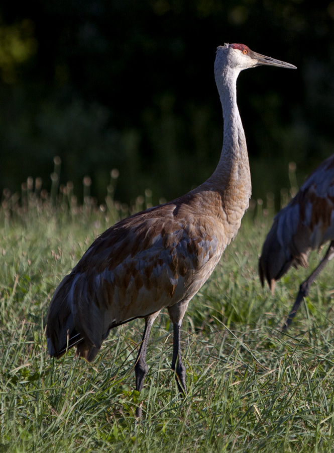 Sandhill Crane #5a