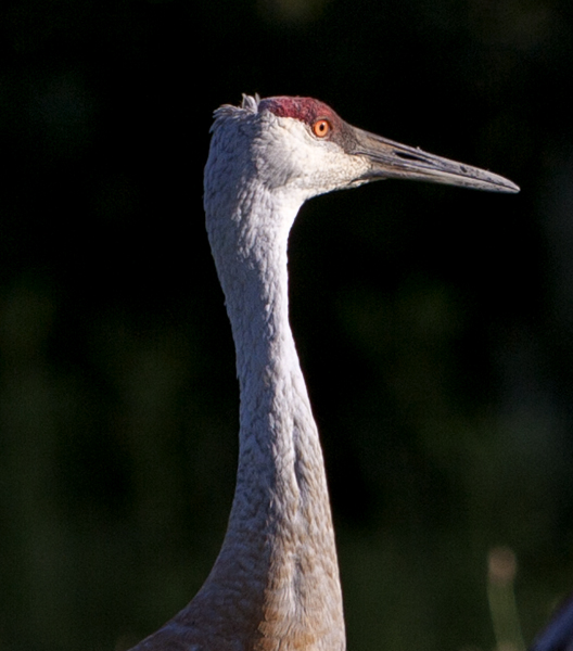 Sandhill Crane #5b