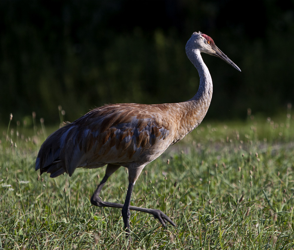 Sandhill Crane #22