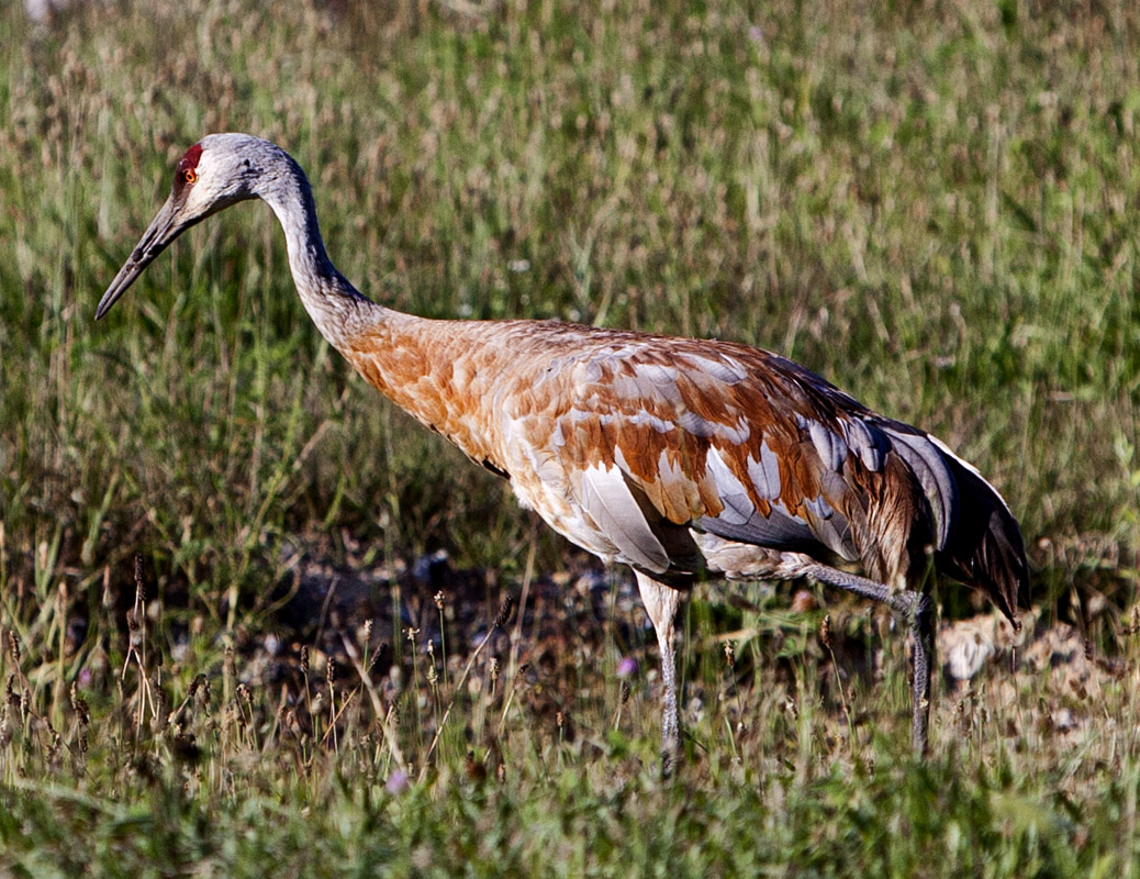 Sandhill Crane #30