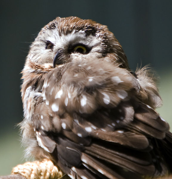 Saw-Whet Owl #119