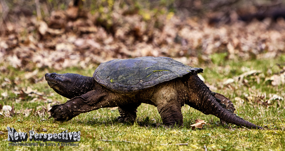 Snapping Turtle #68