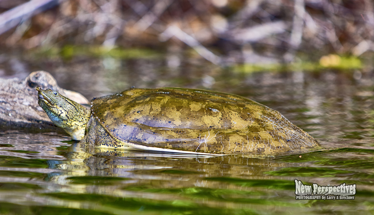 Spiny Softshell #23