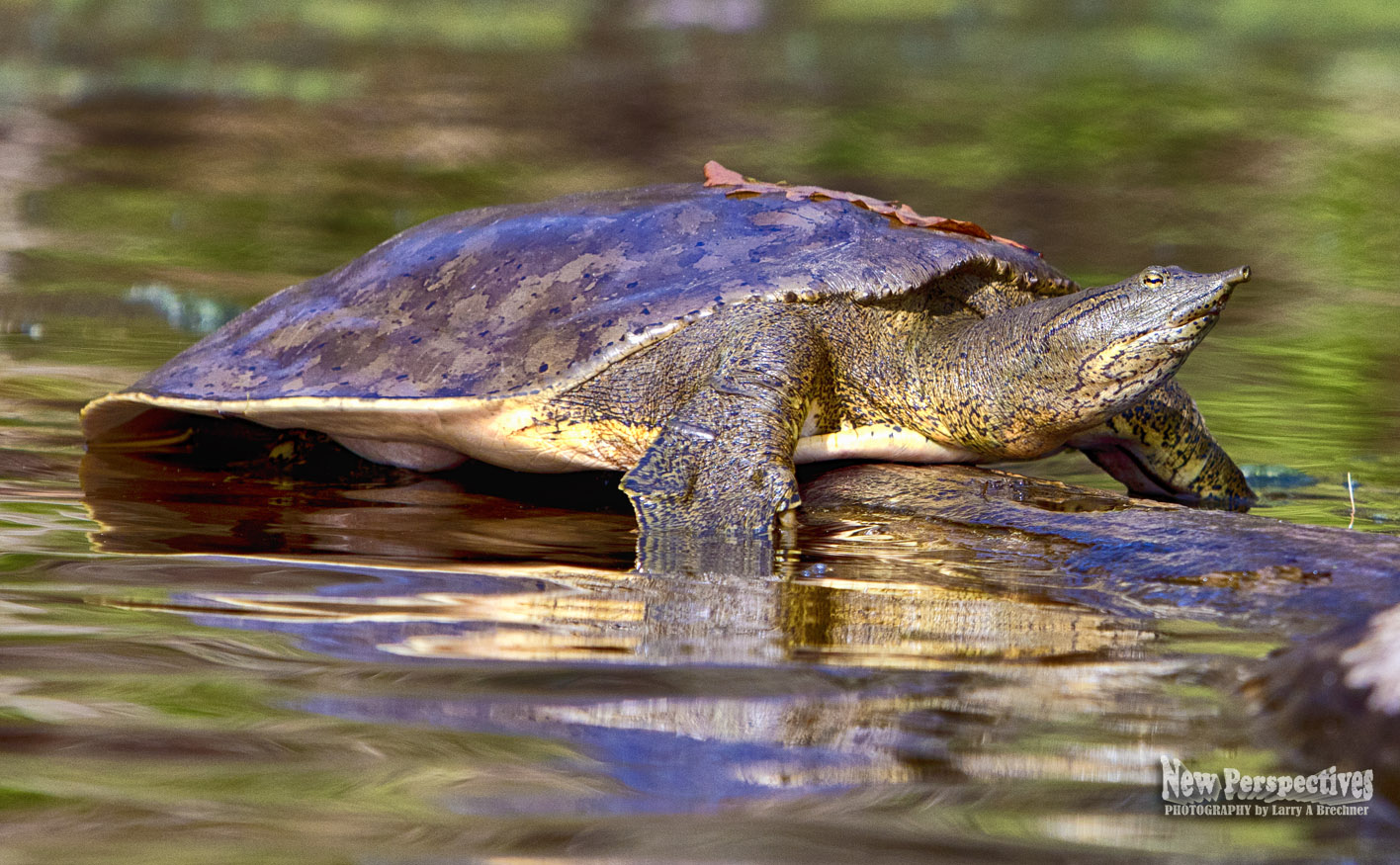 Spiny Softshell #86