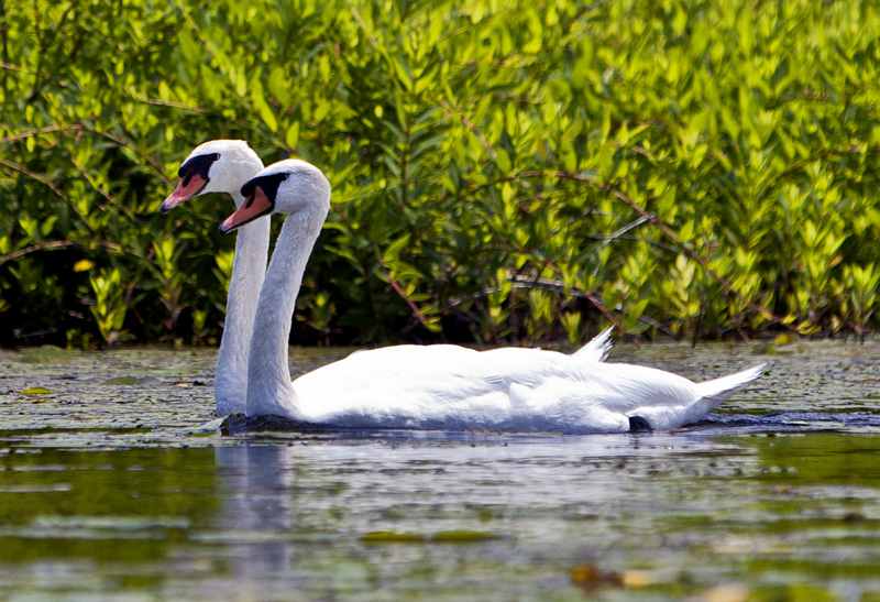 Swan couple #5c