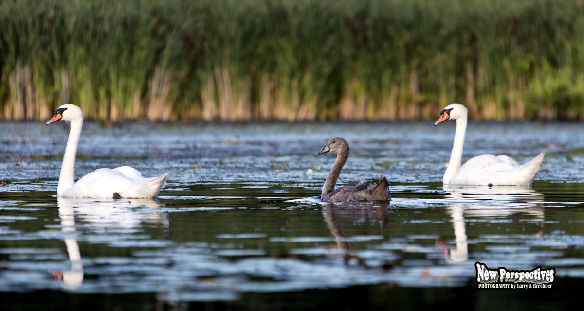 Swan Family #05