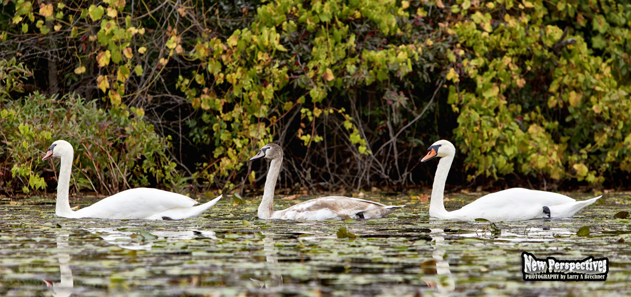 Swan Family #06