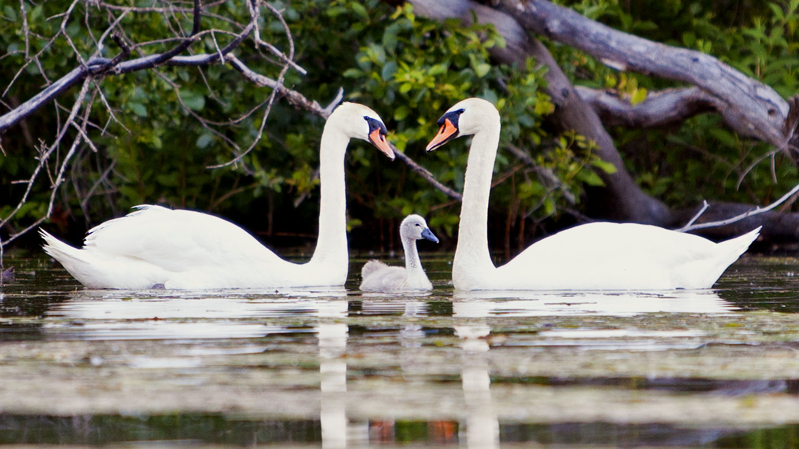 Swan Family