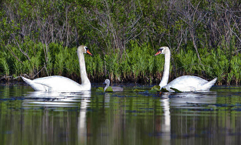 Swan Family #19