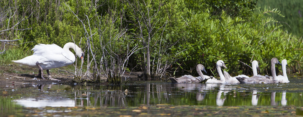 Swan Family #30