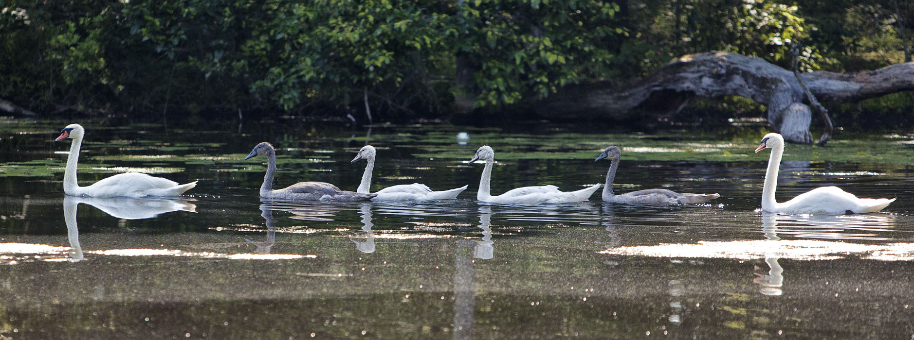 Swan Family #70c