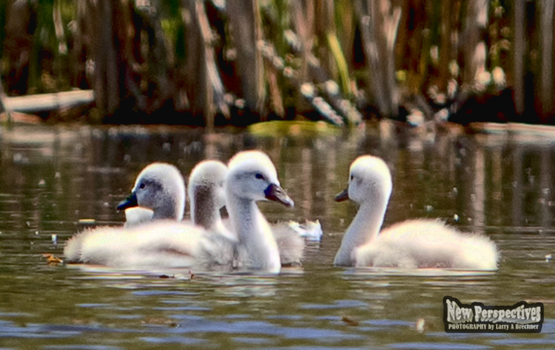 Swan Puppies #12