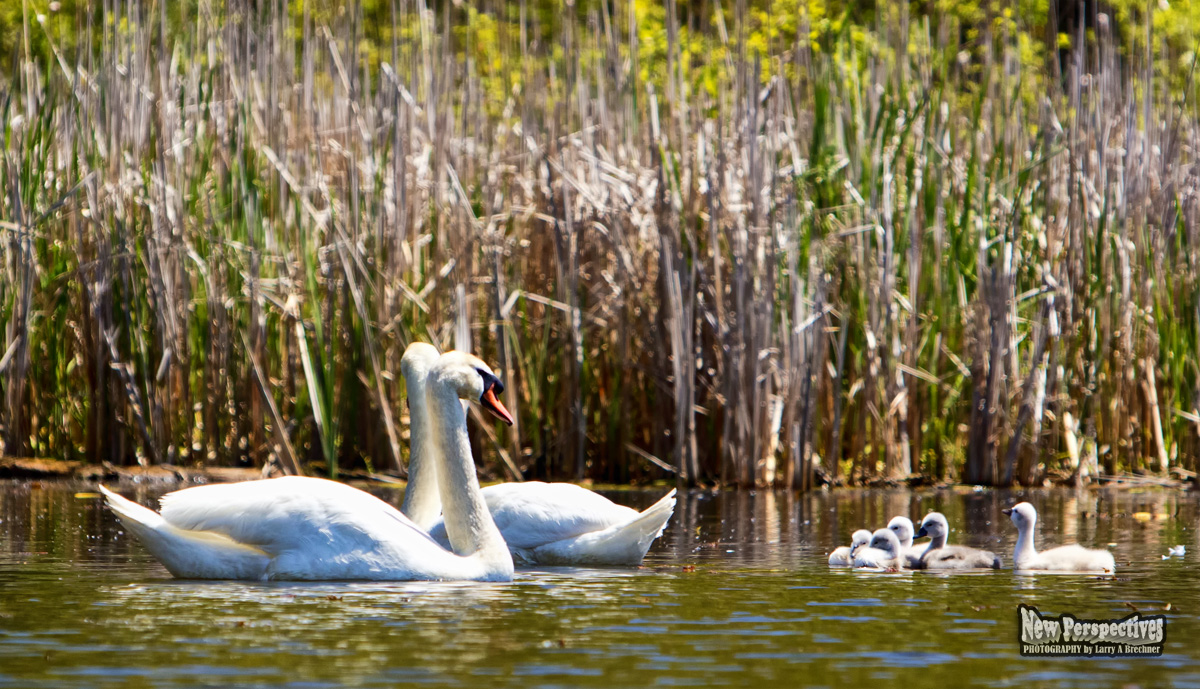 Swan Puppies #16