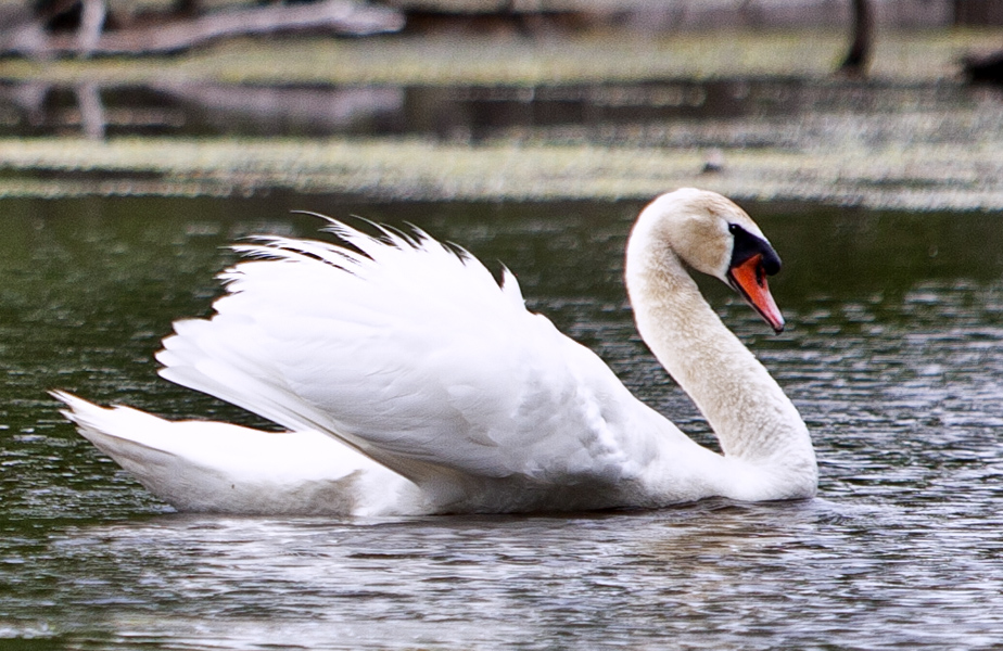 Swan Exhibit