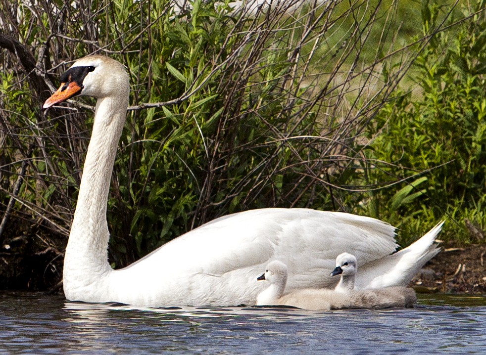 Swan & Cygnets #9c