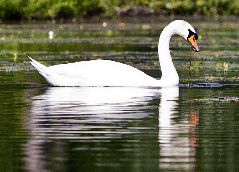 Swan-Cygnet #21c