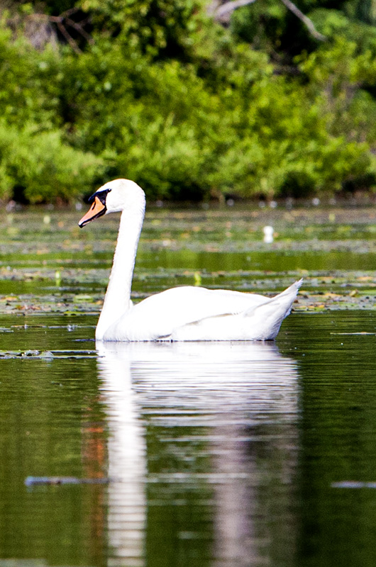 Swan & Cygnet #22c