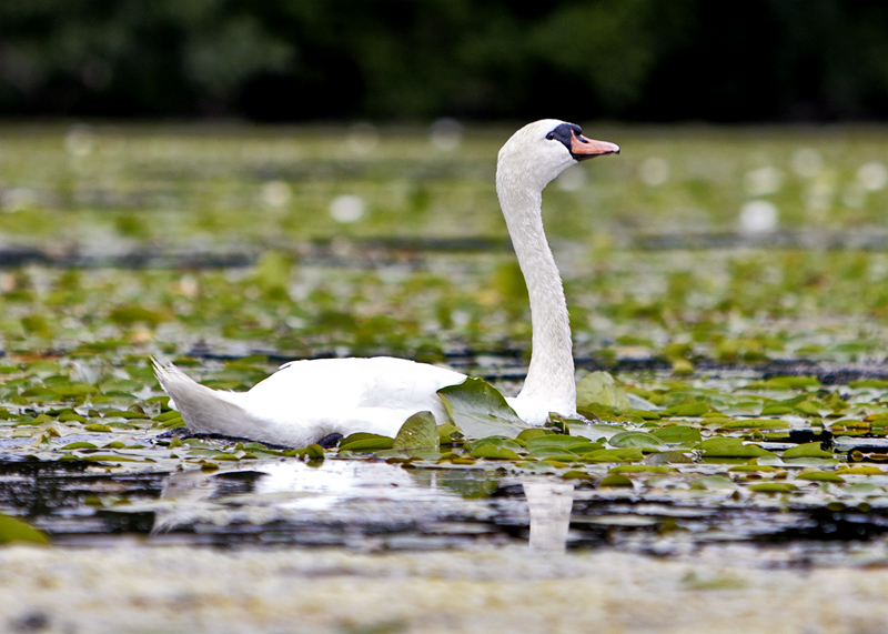 Swan & Cygnets #39c