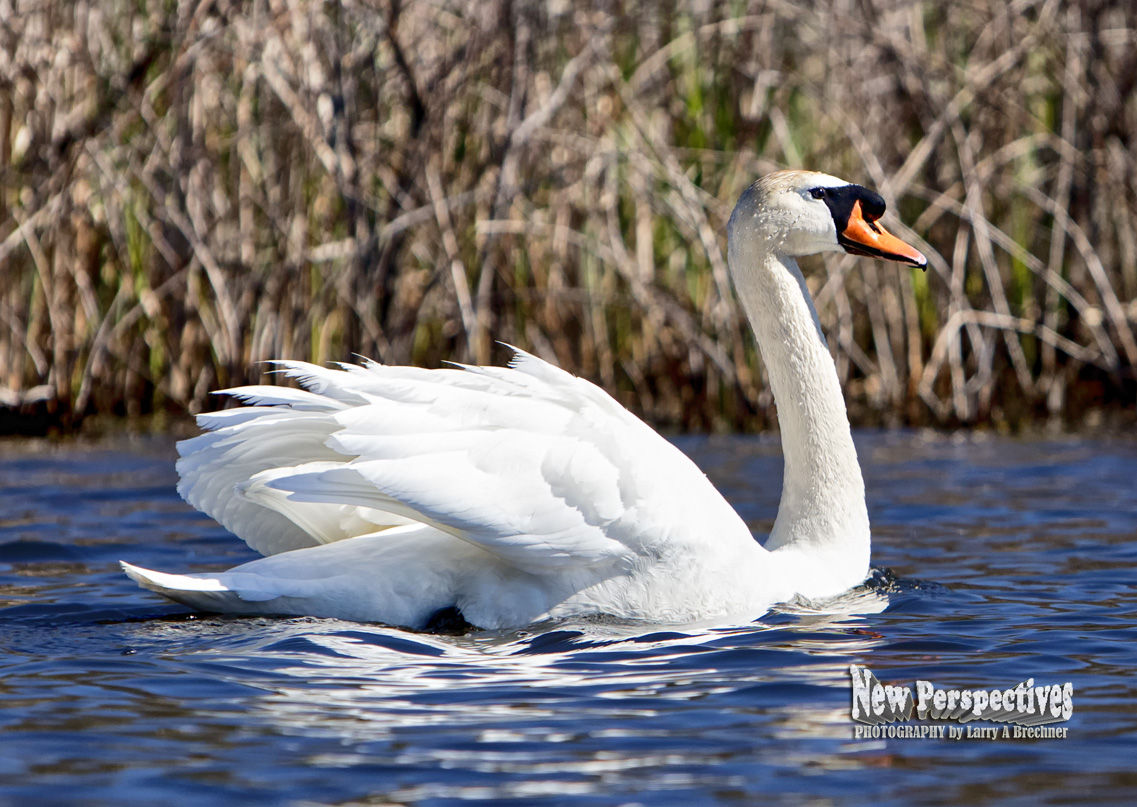 Swan Family #53